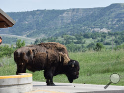 An American bison stands guard near the entrance gate at the north unit of Theodore Roosevelt National Park near Watford City, North Dakota.
