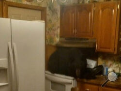 Residents at a house in Kentucky found a black bear sitting on their kitchen stove around 5:00 a.m. on May 21, 2025.