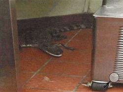 This Oct. 12, 2015 photo provided by the Florida Fish and Wildlife Conservation Commission shows an alligator in the kitchen of a Wendy's Restaurant in Loxahatchee, Fla. Florida wildlife officials say that 24-year-old Joshua James threw a 3.5-foot alligator through a fast-food restaurant's drive-thru window in October. He's charged with assault with a deadly weapon. On Tuesday, Feb. 9, 2016, bail was set at $6,000. (Florida Fish and Wildlife Conservation Commission via AP)
