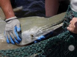 In this July 6, 2016 photograph, an adult alligator gar awaits placement into a transportation tank at the Private John Allen National Fish Hatchery in Tupelo, Miss. (AP Photo/Rogelio V. Solis)
