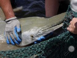 In this July 6, 2016 photograph, an adult alligator gar awaits placement into a transportation tank at the Private John Allen National Fish Hatchery in Tupelo, Miss. (AP Photo/Rogelio V. Solis)