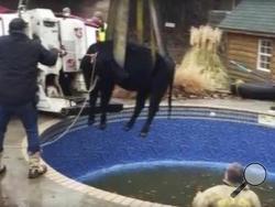 In this Sunday, Jan. 15, 2017, provided by the Oklahoma City Fire Department, firefighters hoist a cow out of a swimming pool outside a home in Oklahoma City. A homeowner reported hearing some sort of “snorting” coming from his swimming pool area and emergency responders arrived and discovered a hole in the swimming pool’s liner and a cow trapped in the water. (Mike Seeley/Oklahoma City Fire Department via AP)