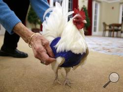 In this Wednesday, March 8, 2017 photo Barbara Widmayer adjusts a sweater for "Prince Peep," a rooster native to Malaysia, at Fuller Village retirement home in Milton, Mass. Sweaters for chickens? It sounds like a joke, but a plucky group of retirees in suburban Boston has hatched a plan to keep poultry warm during the New England winter. "I don’t think in my wildest dreams I ever thought anybody made sweaters for chickens," said Widmayer, 76, who started knitting when she was 15 years old. (AP Photo/Steven