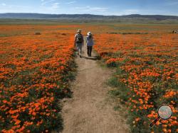 In this March 19, 2017, photo, visitors walk among the poppy bloom at Antelope Valley California Poppy Reserve in Lancaster, Calif. Rain-fed wildflowers have been sprouting from California's desert sands after lying dormant for years - producing a spectacular display that has been drawing record crowds and traffic jams to desert towns. (AP Photo/Richard Vogel)