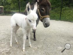 This undated photo provided by Pennsylvania Society for the Prevention of Cruelty to Animals shows Sadie, right, a miniature donkey with her foal born on Sunday, May, 7, 2017. Sadie was rescued from a Pennsylvania farm and animal welfare workers while she was pregnant. The Pennsylvania Society for the Prevention of Cruelty to Animals says they had no idea when Sadie was due, but she gave birth to the male foal on Sunday. The baby has some health complications and PSPCA is holding a naming contest to help ra