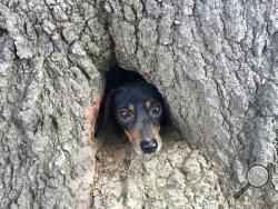  In this photo provided by the Kentucky State Police, Rocco, a dachshund, peeks his head through the trunk of a tree in Salem, Ky., Thursday, June 1, 2017. Rocco, a dachshund, peeks his head through the trunk of a tree in Salem, Ky., Thursday, June 1, 2017. A couple of Kentucky State Police troopers and a firefighter have proved that man can be dog’s best friend by coming to the rescue of a dachshund trapped inside a tree trunk. (Kentucky State Police via AP)