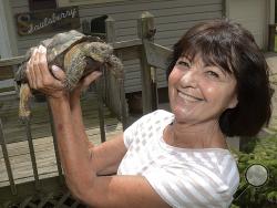 In this June 2017 photo, Kathie Heisinger poses with her desert tortoise Otis after they were reunited in Sebring, Ohio. Otis' surprising trek around northeast Ohio has ended happily for its owner, whose two-week search for her beloved tortoise, in a twist of fate, quite possibly saved her sister’s life. (Kevin Graff/The Review via AP)