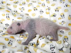This Thursday, June 22, 2017 image released by Tokyo Zoological Park Society, shows a 10-day giant panda cub at Ueno Zoo in Tokyo. (Tokyo Zoological Park Society via AP)