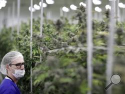  In this June 28, 2017, photo, Alessandro Cesario, the director of cultivation, looks at marijuana plants at the Desert Grown Farms cultivation facility in Las Vegas. Frenzied activity at these facilities have been focused on one goal: Getting ready for the start of recreational marijuana sales Saturday in Nevada. (AP Photo/John Locher)