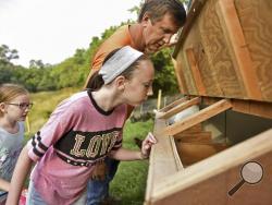 In this Thursday, July 6, 2017 photo, Madison Mowery, 11, peeks into the side of a chicken coop with her father, Robert Mowery, as Hailey Mowery, 10, watches from behind at their Moon Township, Pa. farm. While no eggs were found that morning, the family is hoping the chickens eventually produce enough eggs to sell at local farmers markets. June coyote attacks that killed at least 50 chickens set back their original plan to begin selling eggs as early as June. (Anna Spoerre/Pittsburgh Post-Gazette via AP)