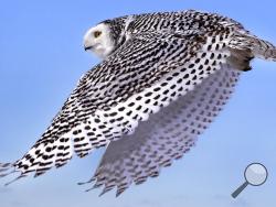 In this Dec. 14, 2017 photo, a snowy owl flies away after being released along the shore of Duxbury Beach in Duxbury, Mass. The owl is one of 14 trapped so far this winter at Boston's Logan Airport and moved to the beach on Cape Cod Bay. The large white raptors from the Arctic have descended on the northern U.S. in huge numbers in recent weeks, giving researchers opportunities to study them. (AP Photo/Charles Krupa)