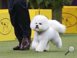 Bill McFadden shows Flynn, a bichon frise, in the ring during the non-sporting group during the 142nd Westminster Kennel Club Dog Show, Monday, Feb. 12, 2018, at Madison Square Garden in New York. Flynn won best in the non-sporting group. (AP Photo/Mary Altaffer)