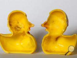 The March 27, 2018 photo shows the inside of a rubber duck after it was cut open for the photo in Nauen, Germany. Swiss researchers now say the cute, yellow bath-time friends harbor a dirty secret: Microbes swimming inside. The Swiss Federal Institute of Aquatic Science and Technology says researchers turned up “dense growths of bacteria and fungi” on the insides of toys like rubber ducks and crocodiles.( AP Photo/Ferdinand Ostrop)