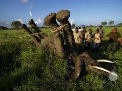 In this photo taken Wednesday, March 21, 2018, a team of wildlife veterinarians use a 4x4 vehicle and a rope to turn over a tranquilized elephant in order to attach a GPS tracking collar and remove the tranquilizer dart, in Mikumi National Park, Tanzania. The battle to save Africa's elephants appears to be gaining momentum in Mikumi, where killings are declining and some populations are starting to grow again. (AP Photo/Ben Curtis)