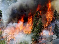In this Monday, June 11, 2018, photo, flames consume trees during a burnout operation that was performed south of County Road 202 near Durango, Colo. Firefighters use the technique as a means to control wildfires. (Jerry McBride/The Durango Herald via AP)