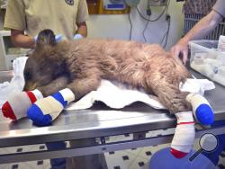 In this photo provided by Colorado Parks and Wildlife, a female bear cub lies on a table with bandages on her burned paws in Del Norte, Colo., June 27, 2018. The cub was rescued on June 22, 2018, from a wildfire north of Durango, Colo., is being treated at a Colorado Parks and Wildlife facility in Del Norte, is expected to recover and to be returned to the wild. (Joe Lewandowski/ Colorado Parks and Wildlife via AP)