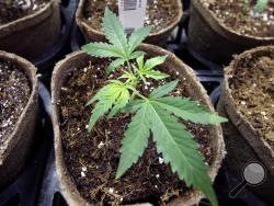 FILE - In this Thursday, July 12, 2018 file photo, a newly-transplanted cannabis cuttings grow in pots at a medical marijuana cultivation facility in Massachusetts. In a report released on Monday, Aug. 27, 2018, researchers at UC San Diego detected marijuana's mind-altering ingredients in breast milk of nursing mothers, raising doctors' concerns amid evidence that increasing numbers of U.S. women are using pot during pregnancy and afterward. (AP Photo/Steven Senne)