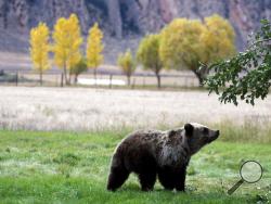 FILE - In this Sept. 25, 2013, file photo, a grizzly bear cub searches for fallen fruit beneath an apple tree a few miles from the north entrance to Yellowstone National Park in Gardiner, Mont. A judge will decide whether the Lower 48 states' first grizzly bear hunting season in more than four decades will open as scheduled the weekend of Aug. 31, 2018. (Alan Rogers/The Casper Star-Tribune via AP, file)