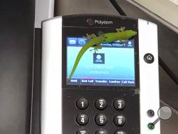This Oct. 3, 2018, photo provided by The Marine Mammal Center hospital director Claire Simeone shows a gecko on a phone at the center in Kailua Kona, Hawaii. The gecko is the culprit in making numerous calls in the phones' recent call history with his tiny feet. (Clair Simeone/The Marine Mammal Center via AP)
