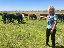 In this July 11, 2018 photo, animal geneticist Alison Van Eenennaam of the University of California, Davis, points to a group of dairy calves that won’t have to be de-horned thanks to gene editing. The calves are descended from a bull genetically altered to be hornless, and the company behind the work, Recombinetics, says gene-edited traits could ease animal suffering and improve productivity. (AP Photo/Haven Daley)