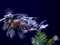 In this Friday, May 17, 2019 photo, a sea dragon swims at the Birch Aquarium at the Scripps Institution of Oceanography at the University of California San Diego in San Diego. The Southern California aquarium has built what is believed to be one of the world's largest habitats for the surreal and mythical sea dragons outside Australia, where the native populations are threatened by pollution, warming oceans and the illegal pet and alternative medicine trades. (AP Photo/Gregory Bull)
