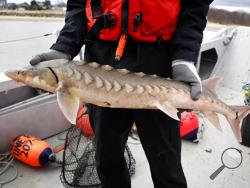 In this Thursday, April 25, 2019 photo, a researcher holds an endangered shortnose sturgeon caught in a net in the Saco River in Biddeford, Maine. The fish was measured and tagged before being released by students at the University of New England. Sturgeon were America s vanishing dinosaurs, armor-plated beasts that crowded the nation s rivers until mankind s craving for caviar pushed them to the edge of extinction. (AP Photo/Robert F. Bukaty)