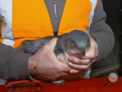 In this July 15, 2019, image made off from a video, a man holds penguin near a sushi shop in Wellington, New Zealand. A pair of "vagrant" blue penguins have been forcibly removed after waddling into a New Zealand sushi shop and refusing to leave. (TVNZ via AP)