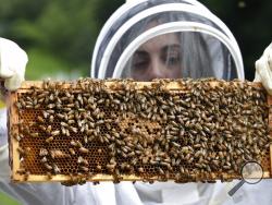 In this Aug. 7, 2019 photo, U.S. Army veteran Wendi Zimmermann transfers a frame of bees to a new box, while checking them for disease and food supply at the Veterans Affairs' beehives in Manchester, N.H. Veterans Affairs has begun offering beekeeping at a few facilities including in New Hampshire and Michigan, and researchers are starting to study whether the practice has therapeutic benefits. (AP Photo/Elise Amendola)