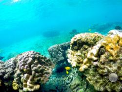 This Sept. 12, 2019 photo shows bleaching coral in Kahala'u Bay in Kailua-Kona, Hawaii. Just four years after a major marine heat wave killed nearly half of this coastline’s coral, federal researchers are predicting another round of hot water will cause some of the worst coral bleaching the region has ever seen. (AP Photo/Caleb Jones)