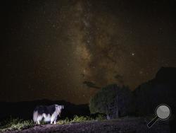The Milky Way glows behind a yak in Angsai, an area inside the Sanjiangyuan region in western China's Qinghai province on Monday, Aug. 26, 2019. “This is one of the most special regions in China, in the world,” says Lu Zhi, a Peking University conservation biologist who has worked in Qinghai for two decades. (AP Photo/Ng Han Guan)