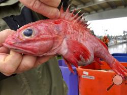 In this Dec. 11, 2019 photo, Kevin Dunn, who fishes off the coasts of Oregon and Washington, holds an aurora rockfish at a processing facility in Warrenton, Oregon. A rare environmental success story is unfolding in waters off the U.S. West Coast as regulators in January 2020 are scheduled to reopen a large area off the coasts of Oregon and California to groundfish bottom trawling fishing less than two decades after authorities closed huge stretches of the Pacific Ocean due to the species' depletion. (AP Ph