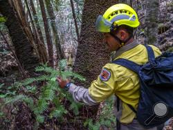 In this photo taken early Jan. 2020, and provided Thursday, Jan. 16, 2020, by the New South Wales National Parks and Wildlife Service, NSW National Parks and Wildlife Service personnel inspect the health of Wollemi pine trees in the Wollemi National Park, New South Wales, Australia. Specialist firefighters have saved the world’s last remaining wild stand of a prehistoric tree from wildfires that razed forests west of Sydney. (NSW National Parks and Wildfire Service via AP)