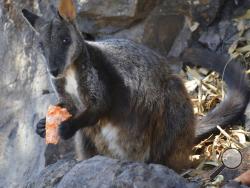 This December 2019 photo provided by Guy Ballard shows a male brush-tailed rock wallaby eating supplementary food researchers provided in the Oxley Wild Rivers National Park in New South Wales, Australia. Before this fire season, scientists estimated there were as few as 15,000 left in the wild. Now recent fires in a region already stricken by drought have burned through some of their last habitat, and the species is in jeopardy of disappearing, Ballard said. (Guy Ballard/NSW DPI - UNE via AP)