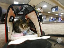FILE - In this Sept. 20, 2017, file photo Oscar the cat, who is not a service animal, sits in his carry on travel bag after arriving at Phoenix Sky Harbor International Airport in Phoenix. Industry officials believe many that hundreds of thousands of passengers scam the system each year by claiming they need their pet for emotional support. Those people avoid airline pet fees, which Oscar's owners paid. (AP Photo/Ross D. Franklin, File)
