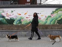FILE - In this Feb. 25, 2020, file photo, a resident wearing mask walks her dogs in Beijing. Pet cats and dogs cannot pass the new coronavirus on to humans, but they can test positive for low levels of the pathogen if they catch it from their owners. That's the conclusion of Hong Kong's Agriculture, Fisheries and Conservation Department after a dog in quarantine tested weak positive for the virus Feb. 27, Feb. 28 and March 2, using the canine's nasal and oral cavity samples. (AP Photo/Ng Han Guan, File)