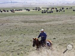 In this photo taken March 20, 2020, cattle rancher Joe Whitesell rides his horse in a field near Dufur, Oregon, as he helps a friend herd cattle. Tiny towns tucked into Oregon's windswept plains and cattle ranches miles from anywhere in South Dakota might not have had a single case of the new coronavirus yet, but their residents fear the spread of the disease to areas with scarce medical resources, the social isolation that comes when the only diner in town closes its doors and the economic free fall that's