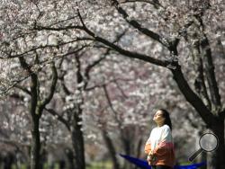 FILE - In this March 26, 2020, file photo, a woman takes in the afternoon sun amongst the cherry blossoms along Kelly Drive in Philadelphia. (AP Photo/Matt Rourke, File)