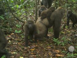 This photo taken by a camera trap shows a group of Cross River gorillas in the Mbe Mountains of Nigeria on Monday, June 22, 2020. Conservationists have captured the first images of a group of rare Cross River gorillas with multiple babies in the Mbe mountains of Nigeria, proof that the subspecies once feared to be extinct is reproducing amid protection efforts. (WCS Nigeria via AP)