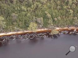 In this image made from aerial video shows numerous stranded whales along the coastline Wednesday, Sept. 23, 2020, near the remote west coast town of Strahan on the island state of Tasmania, Australia. More pilot whales were found stranded on an Australian coast Wednesday, raising the estimated total to almost 500 in the largest mass stranding ever recorded in the country. (Australian Broadcast Corporation via AP)