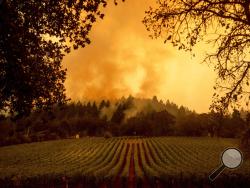 Smoke rises over a vineyard as the Glass Fire burns, Monday, Sept. 28, 2020, in Calistoga, Calif. (AP Photo/Noah Berger)