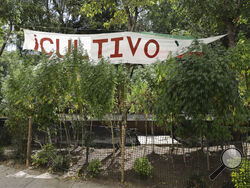 Marijuana plants grow at a makeshift camp outside of the Senate building in Mexico City, Thursday, Nov. 19, 2020. Mexican marijuana activists have been camping outside the Senate since February of this year, growing a crop of marijuana plants and smoking it as a way to pressure the government into legalizing recreational cannabis. (AP Photo/Eduardo Verdugo)