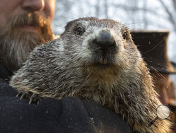 FILE - In this Feb. 2, 2020, file photo, Groundhog Club co-handler Al Dereume holds Punxsutawney Phil, the weather prognosticating groundhog, during the 134th celebration of Groundhog Day on Gobbler's Knob in Punxsutawney, Pa. Due to safety precautions regarding COVID-19 transmission, the Punxsutawney Groundhog Club has said there will be no public attendance for the 2021 event. However, the club's inner circle will make the trek to Gobblers Knob on Tuesday, Feb. 2, for the 135th celebration that will be br
