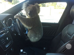 This photo released by Nadia Tugwell, shows a koala inside Tugwell's car in Adelaide, Australia on Monday, Feb. 8, 2021. The koala has been rescued after causing a five-car pileup while trying to cross a six-lane freeway in southern Australia. (Nadia Tugwell via AP)