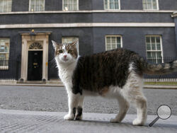 FILE -In this Thursday, May 21, 2020 file photo, Larry, the official 10 Downing Street cat walks outside 10 Downing Street before the nationwide Clap for Carers to recognise and support National Health Service (NHS) workers and carers fighting the coronavirus pandemic, in London. Monday, Feb. 15, 2021 marks the 10th anniversary of rescue cat Larry becoming Chief Mouser to the Cabinet Office in a bid to deal with a rat problem at 10 Downing Street. (AP Photo/Frank Augstein, file)