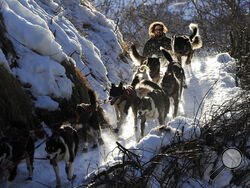 FILE - In this March 3, 2014, file photo, Rick Casillo comes over the last drop as he comes down the Happy River Steps heading to Puntilla Lake, Alaska, during the 2014 Iditarod Trail Sled Dog Race. The world's most famous sled dog race starts Sunday, March 7, 2021, without its defending champion in a contest that will be as much dominated by unknowns and changes because of the pandemic as mushers are by the Alaska terrain. (Bob Hallinen/Anchorage Daily News via AP, File)