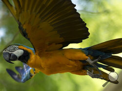 A blue-and-yellow macaw that zookeepers named Juliet flies outside the enclosure where macaws are kept at BioParque, in Rio de Janeiro, Brazil, Wednesday, May 5, 2021. Juliet is believed to be the only wild specimen left in the Brazilian city where the birds once flew far and wide. (AP Photo/Bruna Prado)