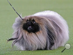 A Pekingese walks with its handler in the Best in Show at the Westminster Kennel Club dog show, Sunday, June 13, 2021, in Tarrytown, N.Y. The dog won the blue ribbon in Best in Show. (AP Photo/Kathy Willens)
