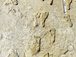 This undated photo made available by the National Park Service in September 2021 shows fossilized human fossilized footprints at the White Sands National Park in New Mexico. According to a report published in the journal Science on Thursday, Sept. 23, 2021, the impressions indicate that early humans were walking across North America around 23,000 years ago, much earlier than scientists previously thought. (NPS via AP)