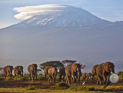 FILE - In this Monday, Dec. 17, 2012 file photo, a herd of adult and baby elephants walks in the dawn light as the highest mountain in Africa, Mount Kilimanjaro in Tanzania, sits topped with snow in the background, seen from Amboseli National Park in southern Kenya. Africa's rare glaciers will disappear in the next two decades because of climate change, a new report warned Tuesday, Oct. 19, 2021 amid sweeping forecasts of pain for the continent that contributes least to global warming but will suffer from i