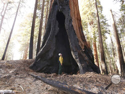 Assistant Fire Manager Leif Mathiesen, of the Sequoia & Kings Canyon Nation Park Fire Service, looks for an opening in the burned-out redwood tree from the Redwood Mountain Grove which was devastated by the KNP Complex fires earlier in the year in the KingsCanyon National Park, Calif., Friday, Nov. 19, 2021. (AP Photo/Gary Kazanjian)